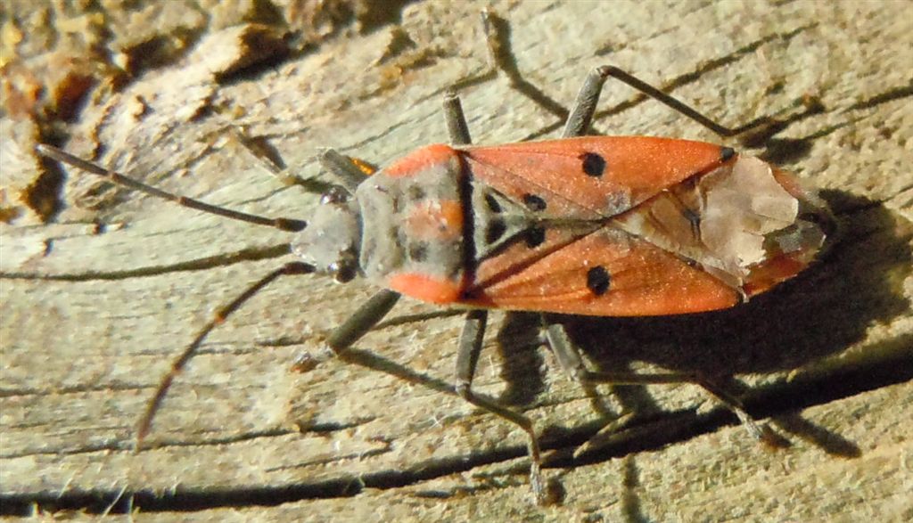 Lygaeide:Lygaeus creticus della Campania (NA)